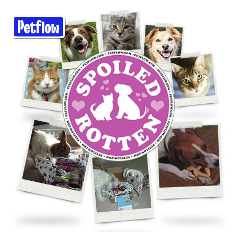 Logo promocion petflow